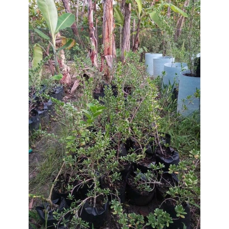 Bahan Bonsai Santigi Karang Dalam Pot {Medium}