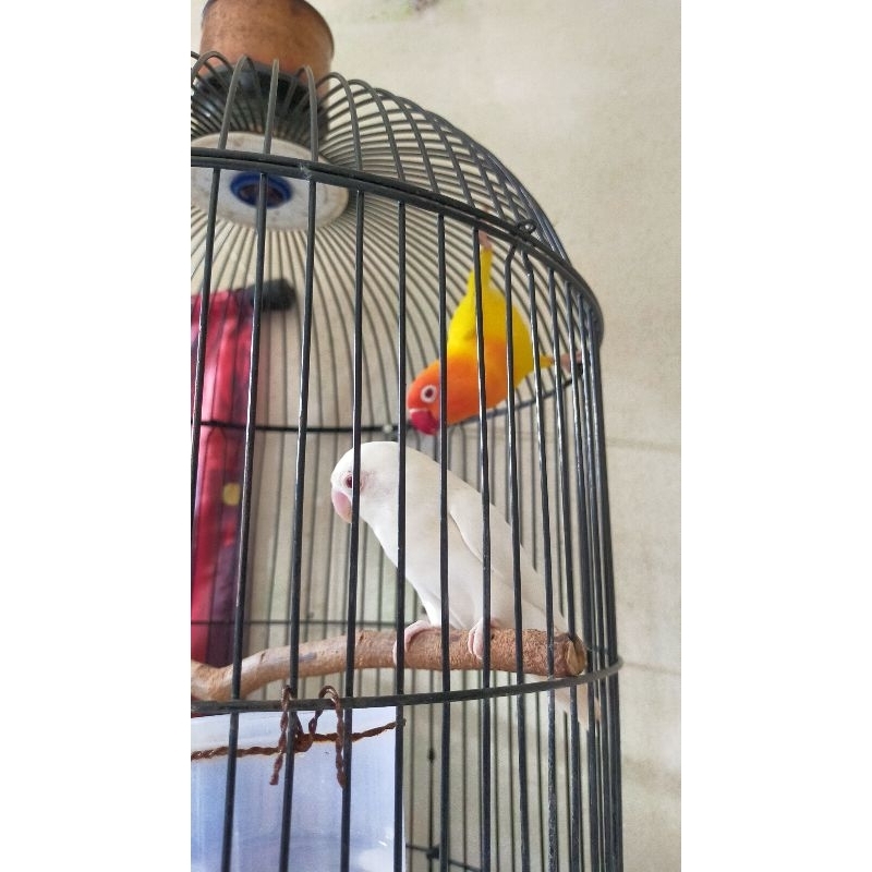 Burung love bird Lutino x albino retina merah