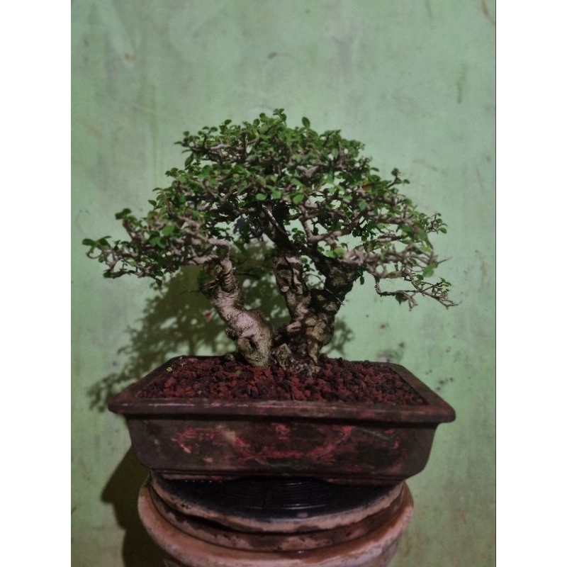 bonsai,serut,mame,bonsaimini.