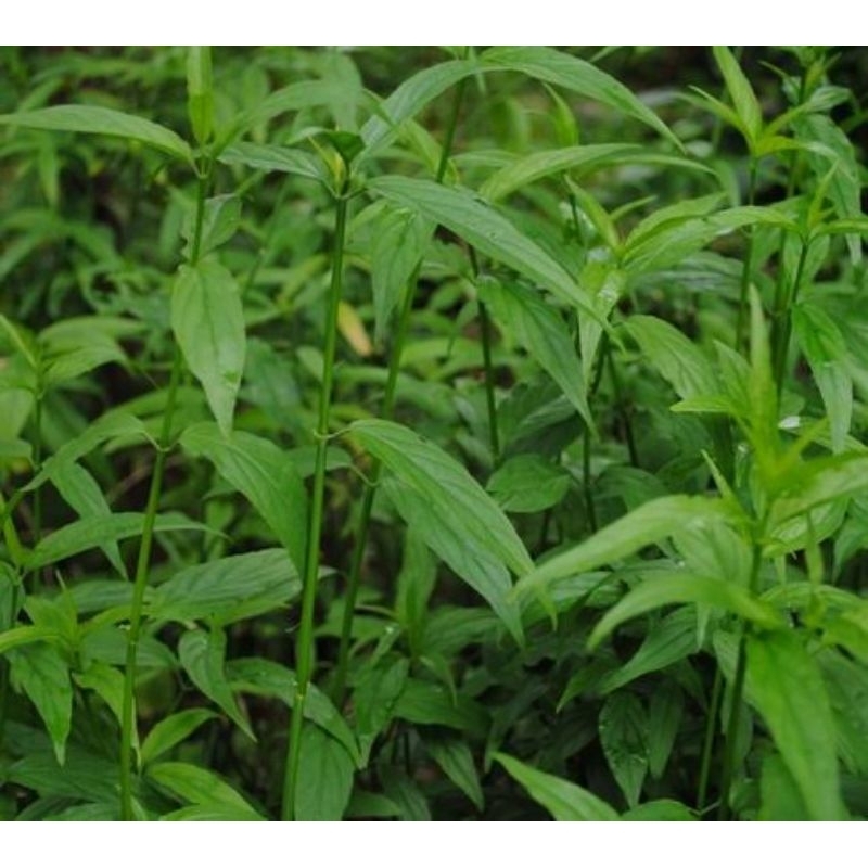 

Daun belalai gajah segar/Daun kalingsir 200gram