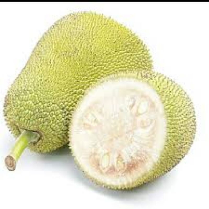 

Buah nangka muda / nangka sayur / tongtolang