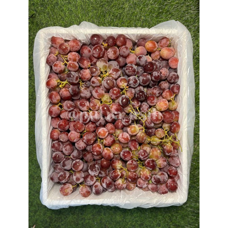 Anggur Red Globe Seeded 1 Keranjang (8kg)