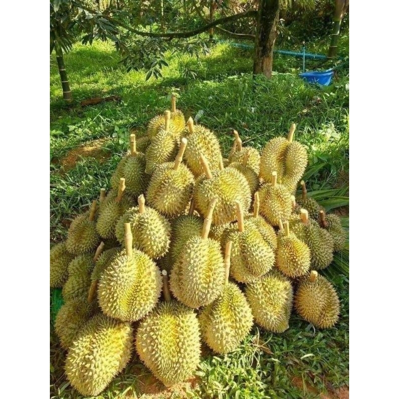 

Durian Montong Palu Parigi - Premium Jumbo (±2.5kg per buah)