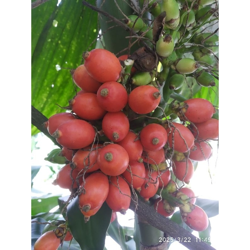 

Pinang tua | Jambe rende mini merah tua 200 gr