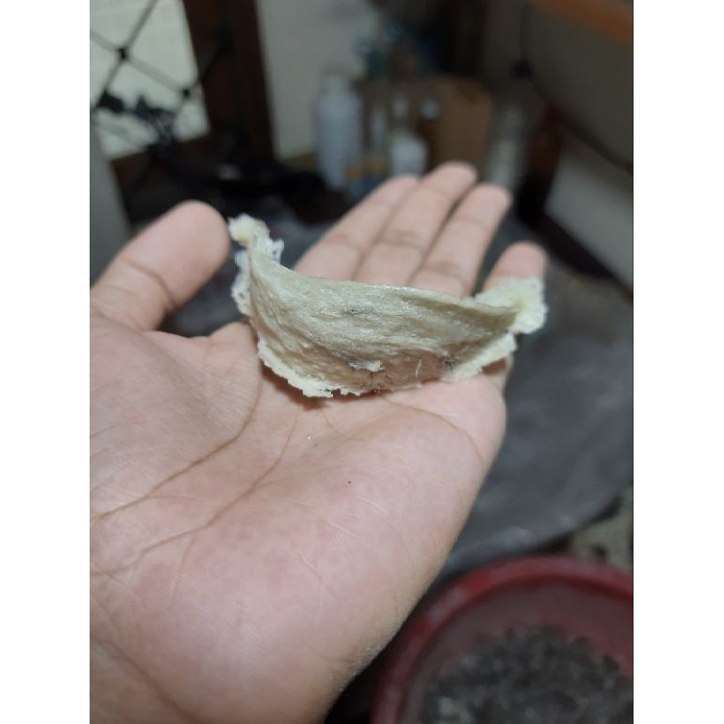 

Sarang Burung Walet Kotor 5 gram