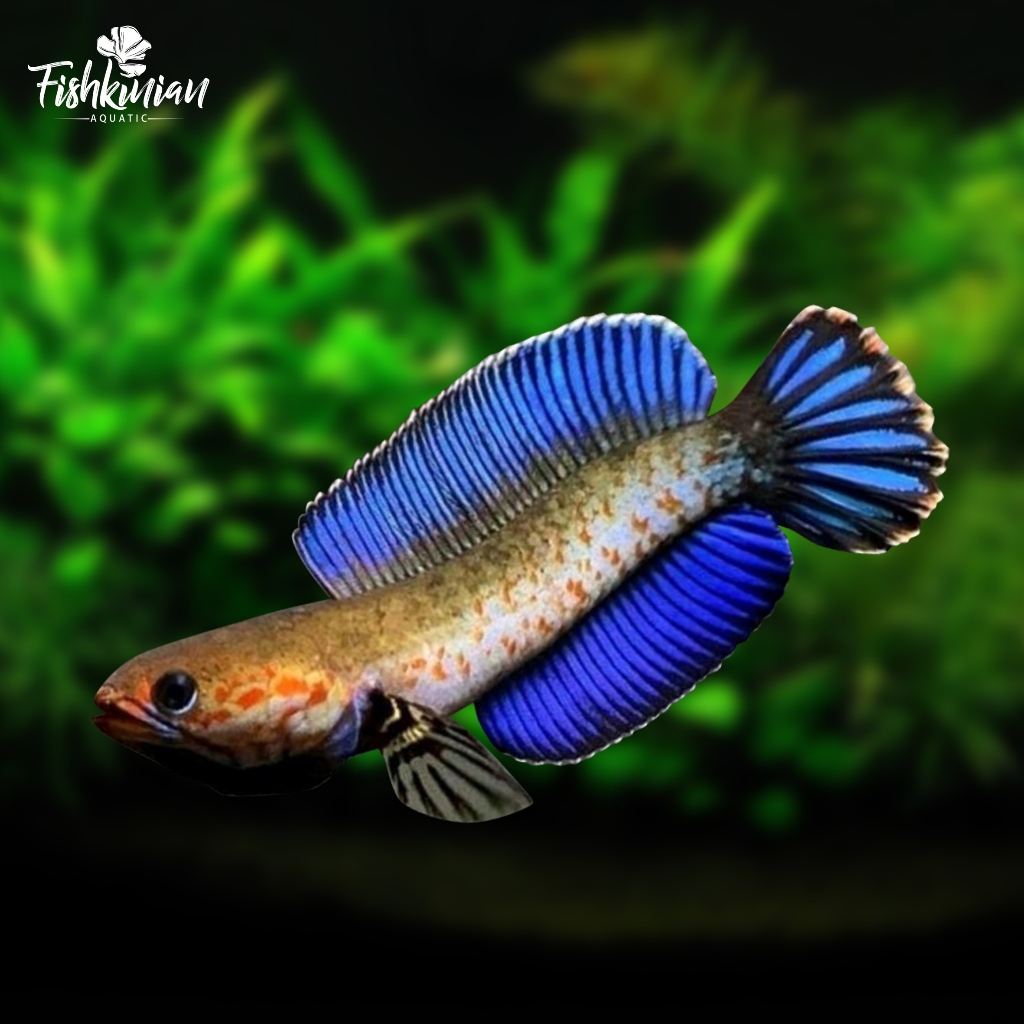 Ikan Channa Andrao GRADE A