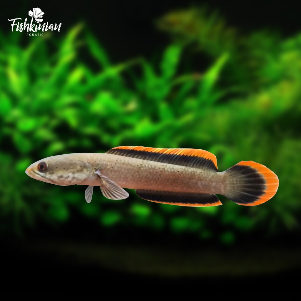 Channa Limbata Lawu - RIM TEBAL ASLI LAWU