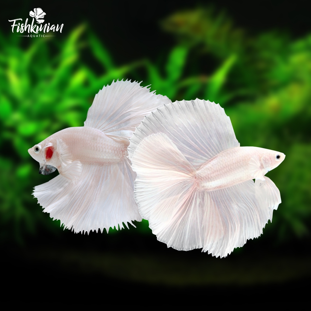 Ikan Cupang Halfmoon Double Tail (HMDT) White Platinum GRADE A