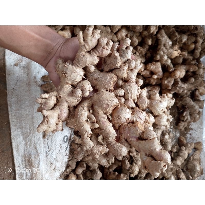

jahe emprit Fress 250 gram full tua , gratis ongkir
