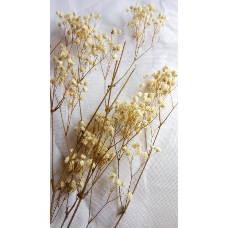 bunga kering baby breath, bunga kering baby breath kering, preserved baby breath putih