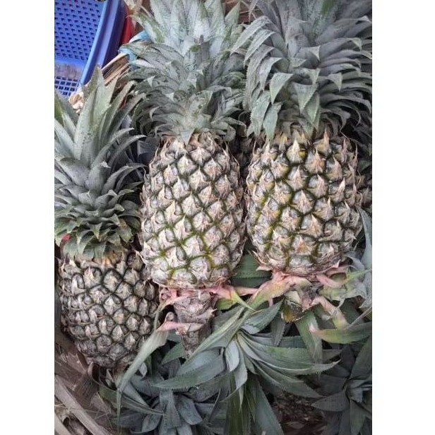 

Nanas Palembang Super 1 pcs