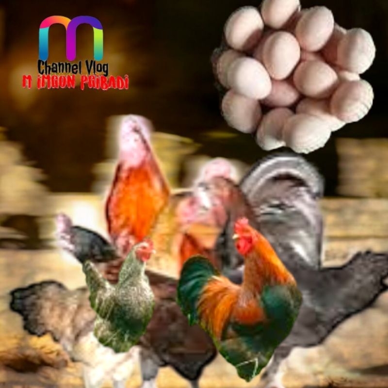 

IMRON PRIBADI Paket 25 Pcs TELUR FERTIL AYAM KUB2 Jalur PEDAGING Kwalitas Super Jaminan Menetas Hasil Peternak Profesional