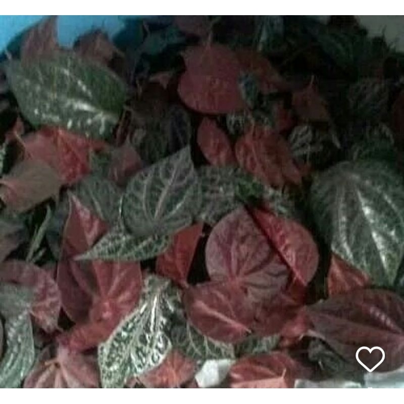 

daun sirih merah segar 15 lembar