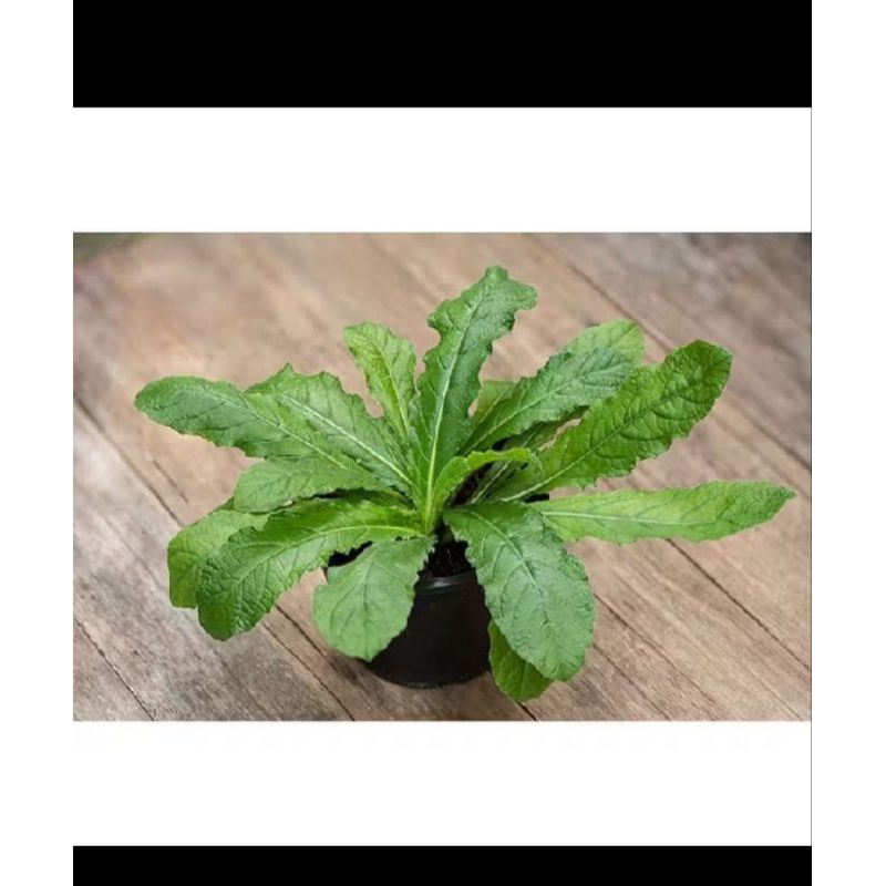 

TERMURAH Jual tapak liman segar dan akarnya, herbal berhasiat