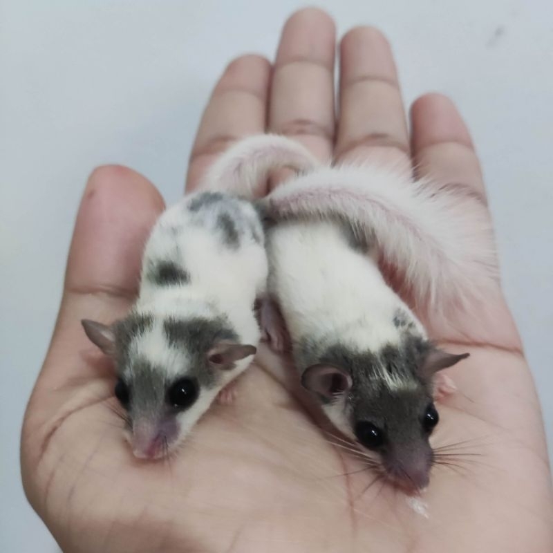 african pygmy dormice lucu