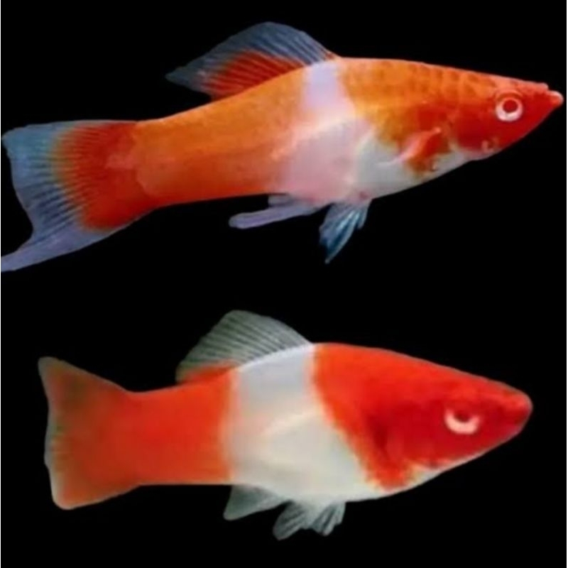 ikan hias aquarium platy kohaku ikan hias per ekor
