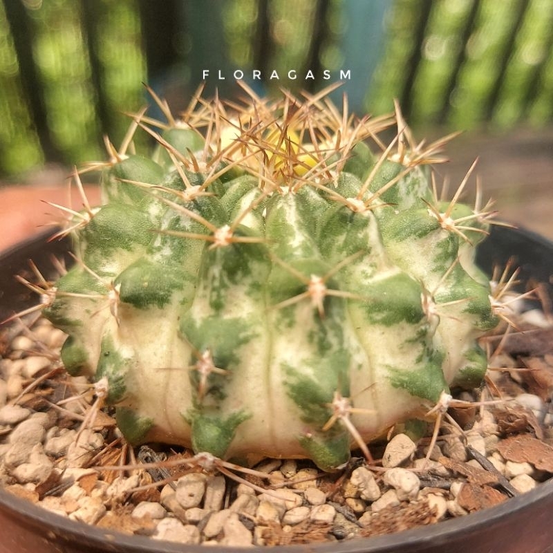 Gymnocalycium Gymno Mihanovichii Miha 'Marble'