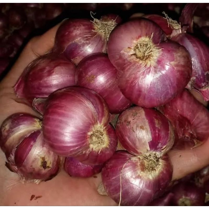 

bawang merah nganjuk superan
