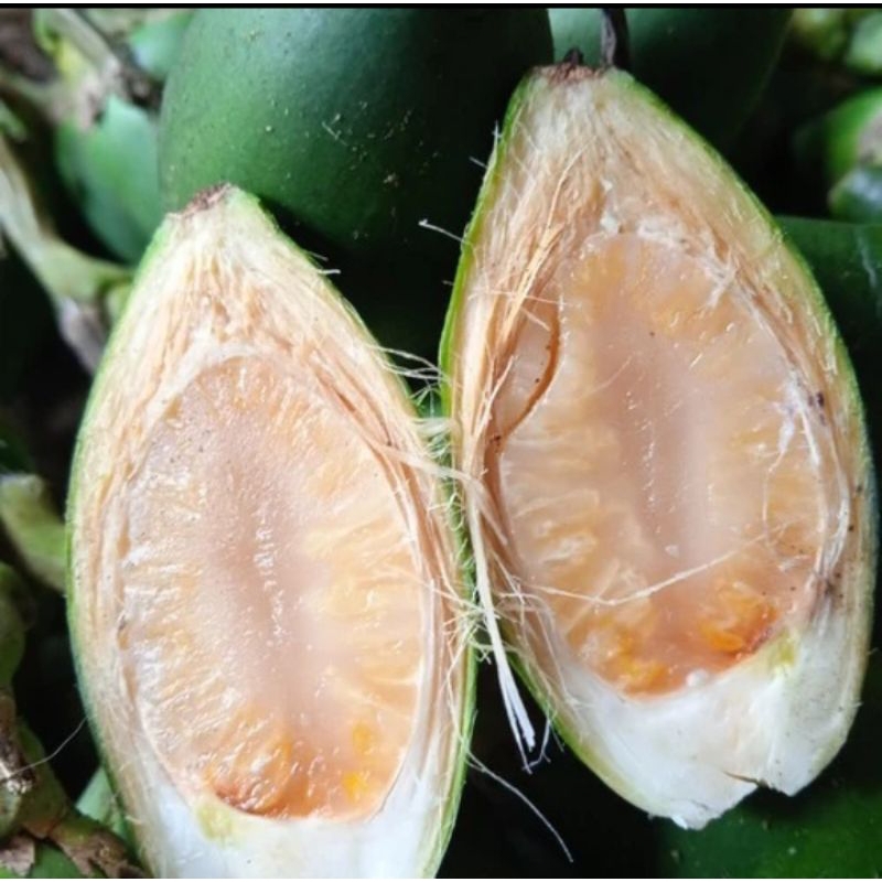 

BUAH PINANG MUDA ATAU JAMBE MUDA FRESH 1KG BISA COD