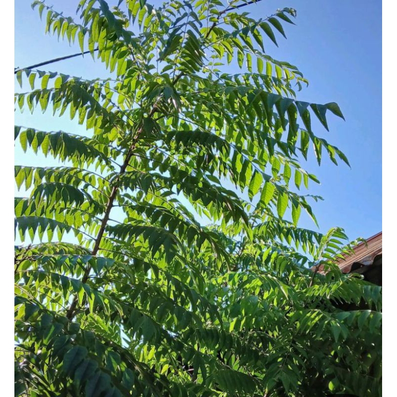 

Daun Salam Koja/ Korobelek/Daun Kari/Curry Leaf