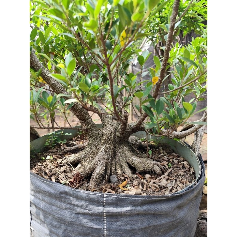 bahan bonsai kimeng prokar prospek