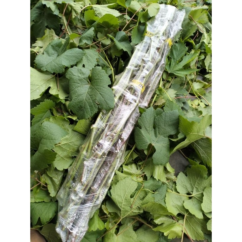 entres anggur import valid bergaransi