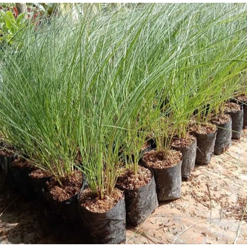 tanaman hias ekor.kuda