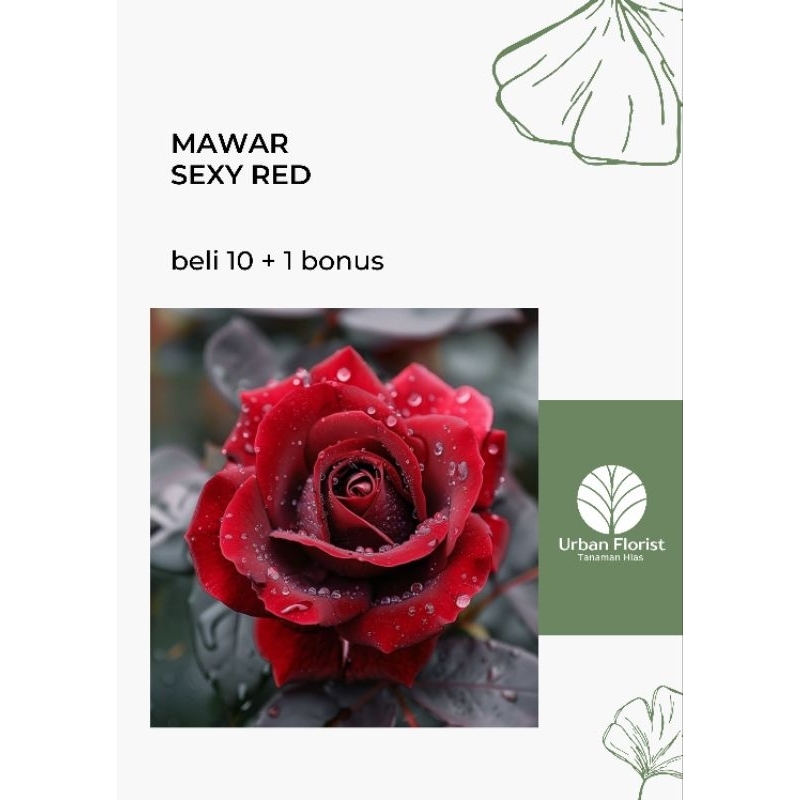 MAWAR HOLLAND - Bibit bunga mawar (sexy rose)