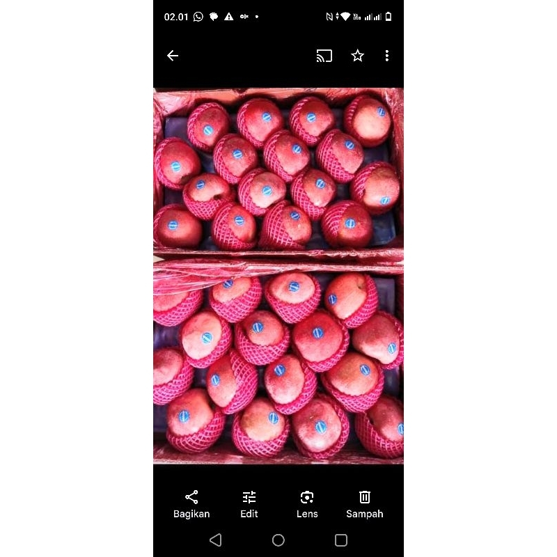 

Apel Fuji Smartie