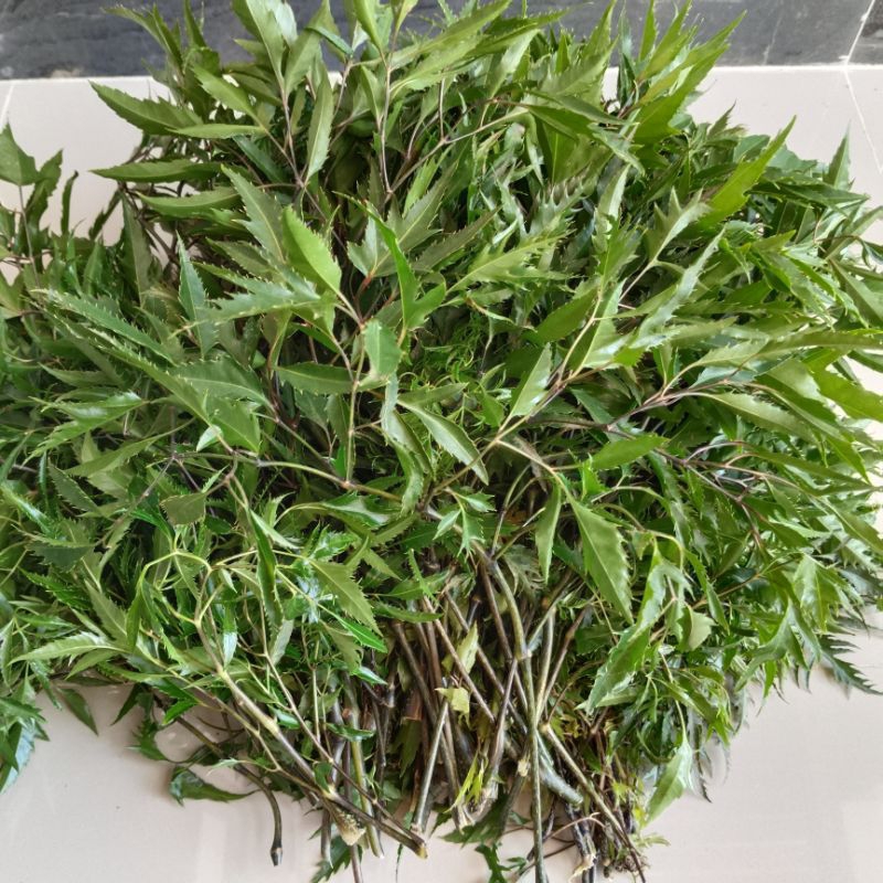 

Daun Cakra Cikri Fres Segar Isi 1 Kg Dadakan