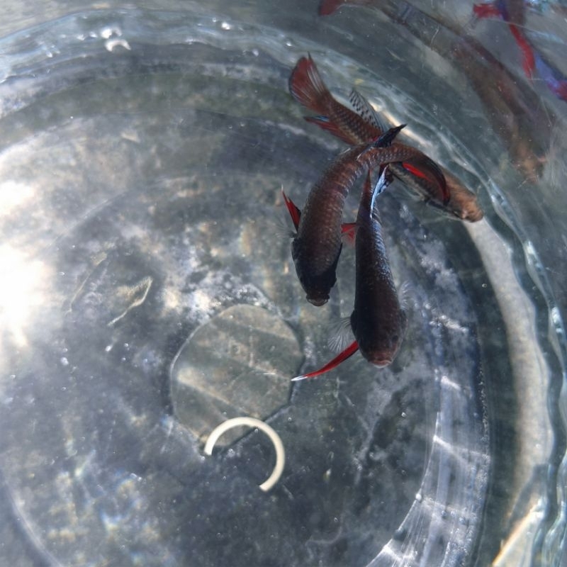 Wild betta splendens ikan cupang