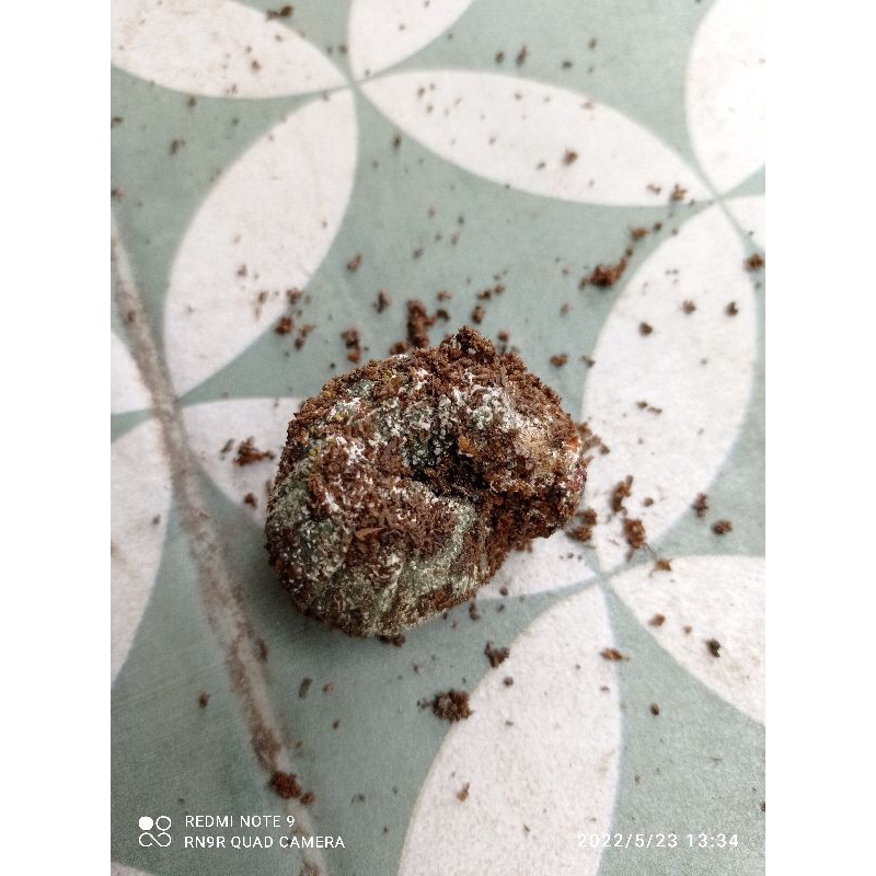 Mosa Meta Pengendali Hama Uret Larva Kumbang Tanduk