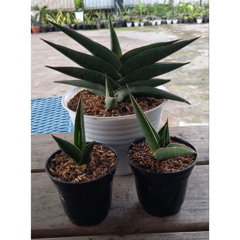 Sansevieria hybrid Cordova x Robusta