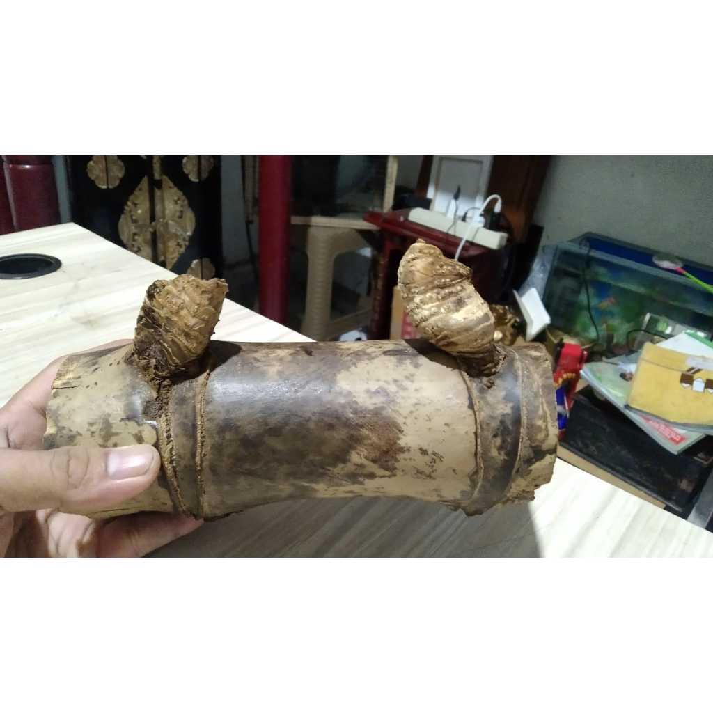 Bambu Combong Asli Alami Unik