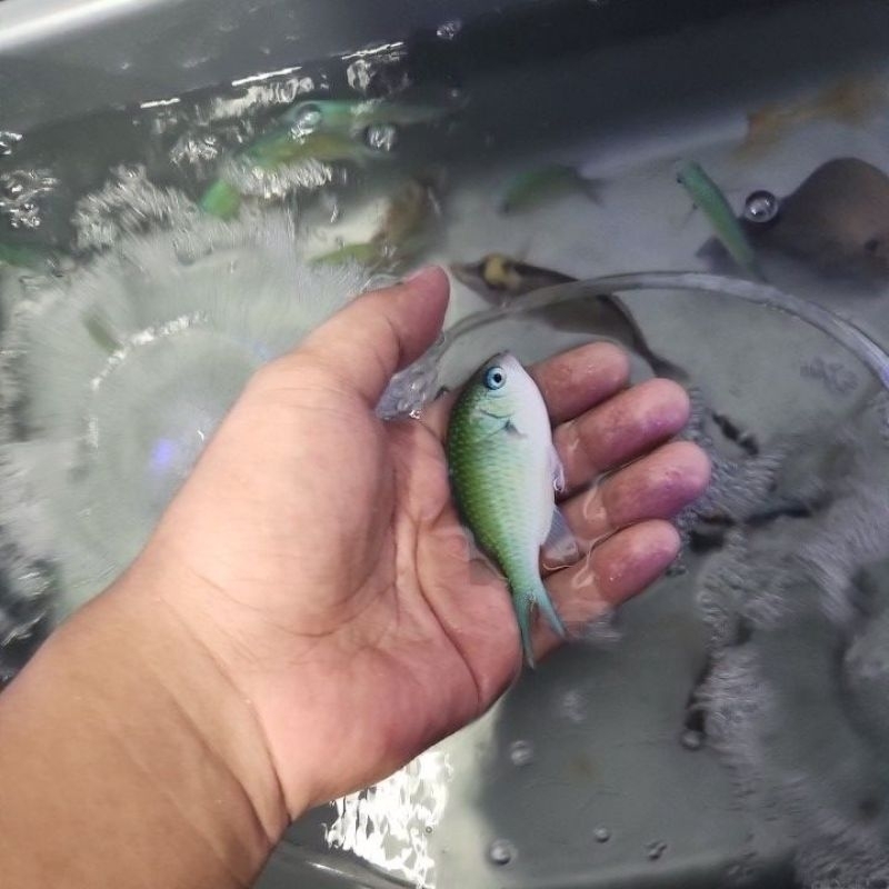 ikan hias air laut betok jae jae