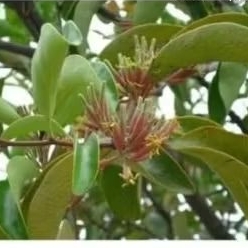 

200 GRM BATANG DAUN BENALU /MLADEYAN SEGAR