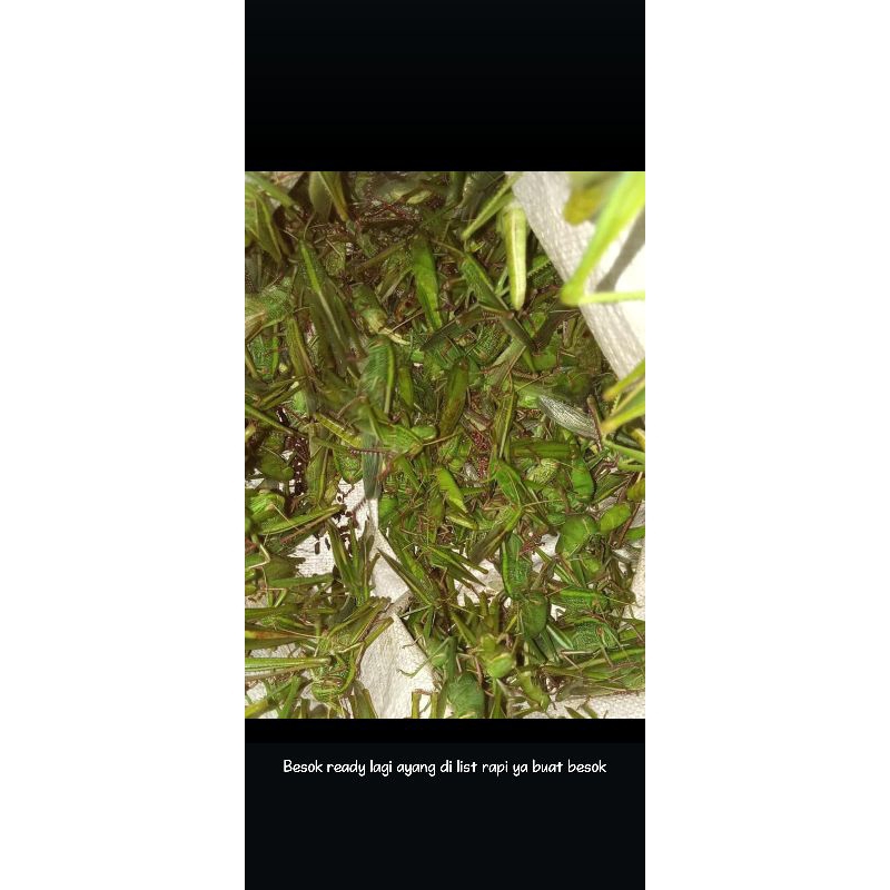 

belalang goreng original