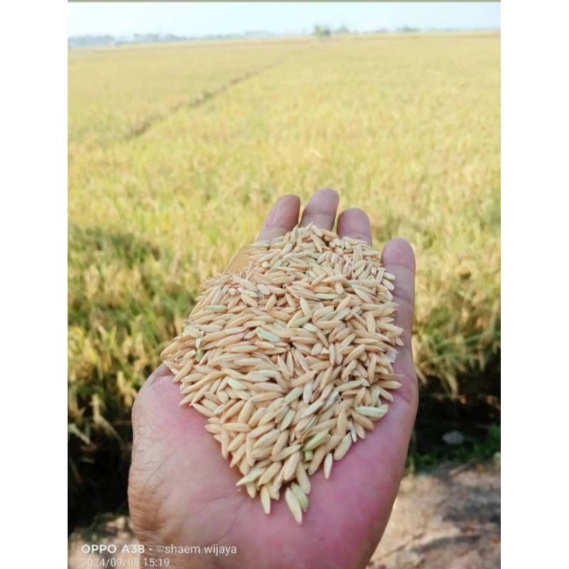 BENIH PADI INPAGO 12 AGRITAN KEMASAN 1KG