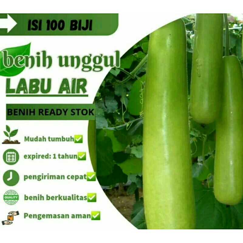 

GROSIR TERMURAH!!!100biji BENIH LABU AIR/BOLONCENG LABU SAYUR
