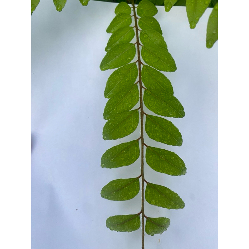 

1 Tangkai Daun Kari / Salam Koja Segar / Fresh Curry Leaves
