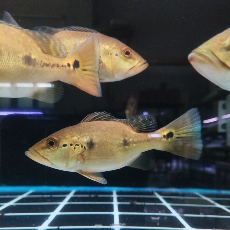 Ikan hias pbass orinoco SB 10-12cm