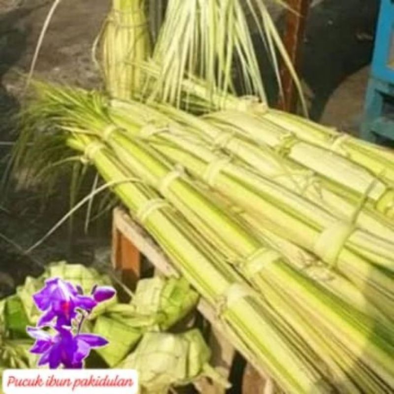 

TERMURAH Jual daun kelapa muda daun kelapa segar