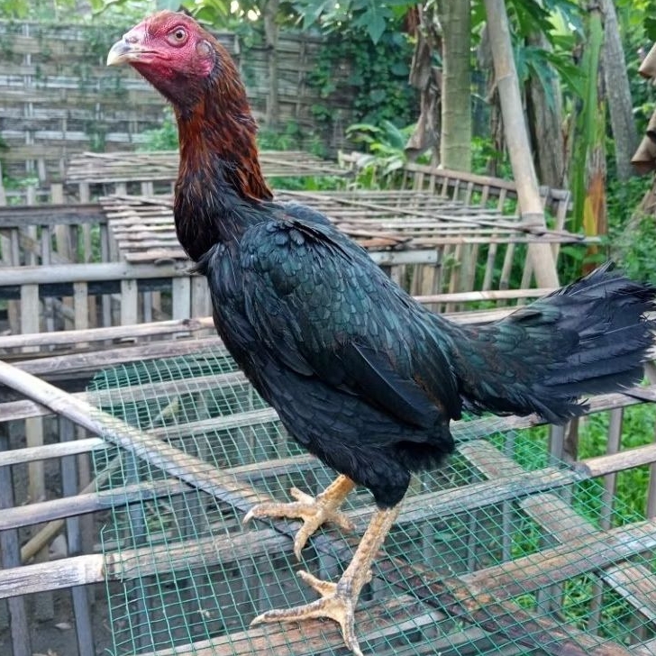 Telur Tetas Telur Fertil Ayam Laga Koyngon Cros Koytrad