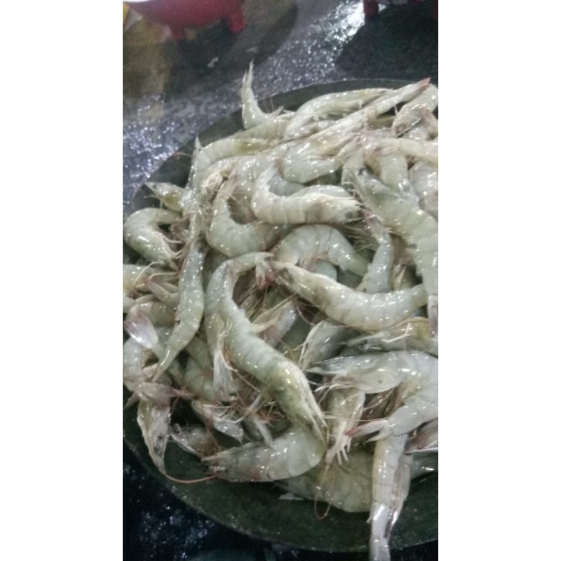 

udang sedang segar