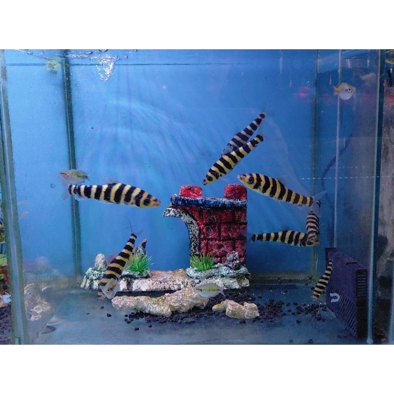 LEPORINUS FASCIATUS / IKAN KAOS KAKI