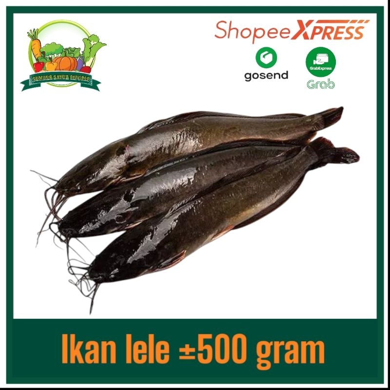 

Ikan lele segar ±500 gram - KIRIM INSTAN