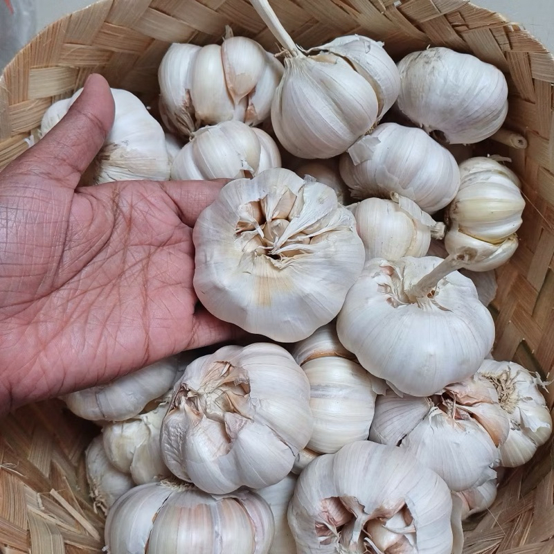 

Bawang putih 1 kg kering dan bersih / bawang sinco/ bawang putih bersih/bawang putih termurah