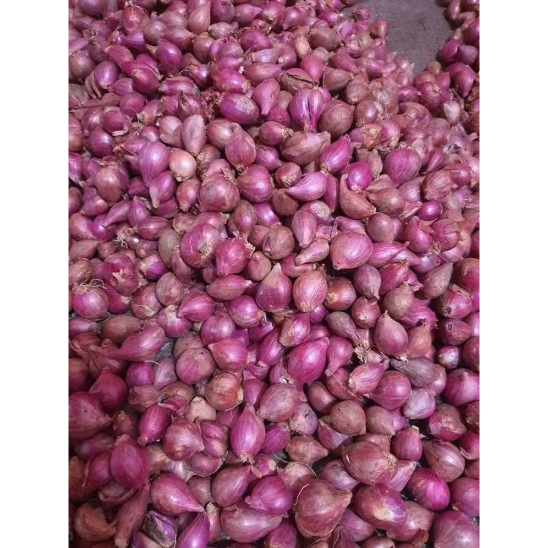 

bawang merah probolinggo