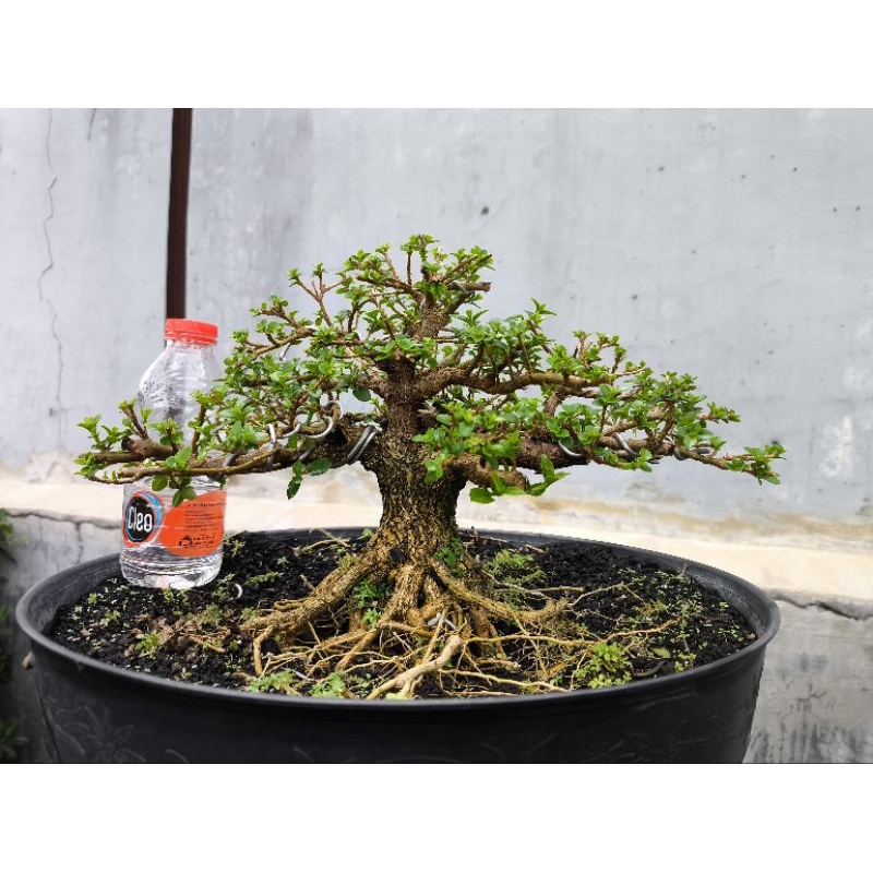 Bonsai sancang small