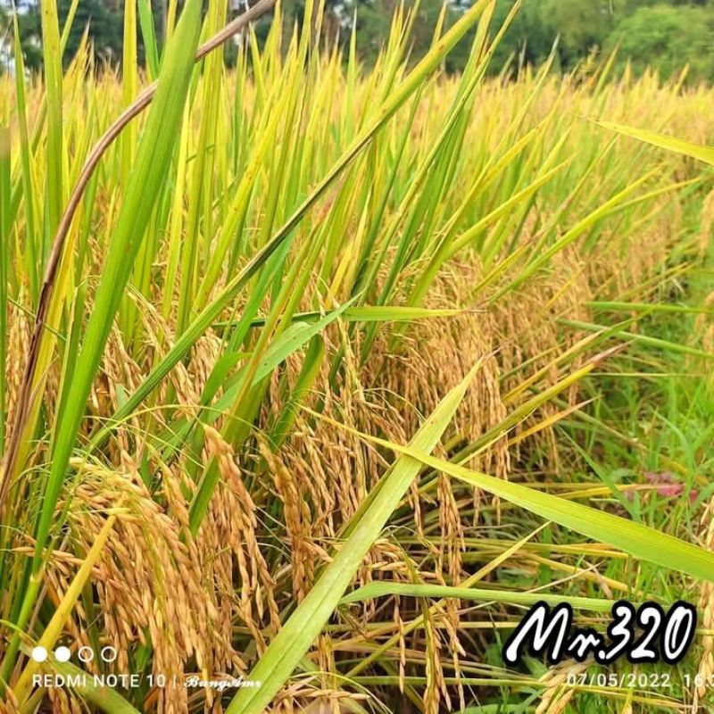 1kg benih padi mr320 padi varietas unggul